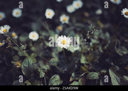 Daisy Flowers Field mit selektivem Fokus auf eine Blume Stockfoto