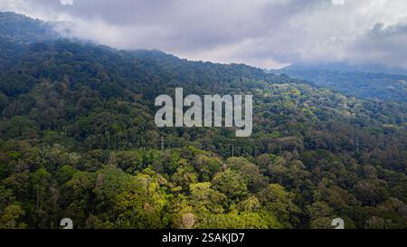 Die umliegenden grünen Wälder in Bedugul, Bali, wurden von oben erfasst. Eine perfekte Mischung aus Natur, Ruhe und landschaftlicher Schönheit Stockfoto