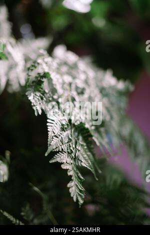 Sanft beleuchtete silberne Farnwedel schaffen eine zarte und ätherische Atmosphäre. Stockfoto