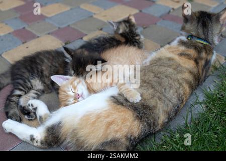 Farbige Tabbykatze liegt neben Kätzchen auf den Pflasterplatten. Fürsorgliche Mutter - Katze, Zärtlichkeit, Pflege, Instinkte. Streunende Katze. Pflege verlassener Tiere Stockfoto