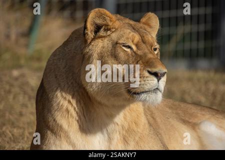 Löwe, Nahaufnahme, im Gras liegend. Stockfoto