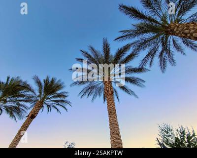 Hohe Palmen gegen den blauen Himmel mit aufwärts gerichteter Perspektive Stockfoto