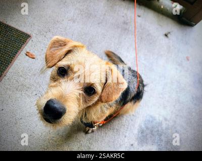 Schmutziger kleiner Hund an der orangefarbenen Leine im Vorort-Patio mit Overhead-Ansicht Stockfoto