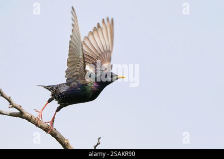 Gewöhnlicher Starling im Flug (Sturnus vulgaris) Stockfoto