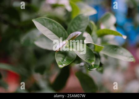 Frische Guave-Blätter mit glitzernden Wassertröpfchen, die die Schönheit der Natur nach einem Regenschauer einfangen. Stockfoto