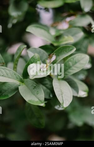 Frische Guave-Blätter mit glitzernden Wassertröpfchen, die die Schönheit der Natur nach einem Regenschauer einfangen. Stockfoto