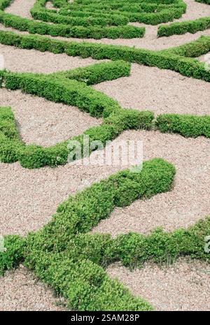 Topiärer Garten mit getrimmten Sträuchern in Form eines Labyrinths Stockfoto