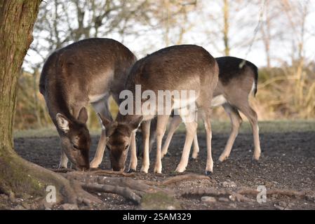 Three Doe Brave Deer (Dama dama) mit Köpfen unten auf der Suche auf Waldboden in der späten Nachmittagssonne, eingerahmt von Foreground Tree Trunk links, Großbritannien Stockfoto