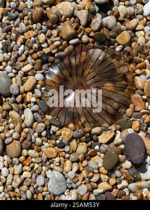 Kompass-Quallen (Chrysaora hysoscella) am Kieselstrand von Slapton Sands, Devon, Großbritannien Stockfoto