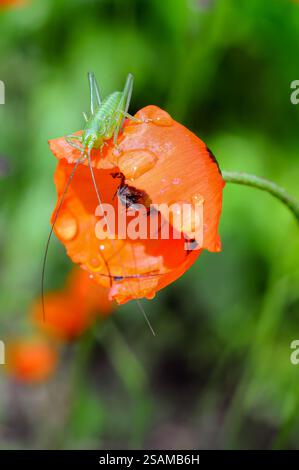 Grashüpfer auf einer tau bedeckten Orangenmohnblume mit selektivem Fokus und Bokeh-Effekt Stockfoto