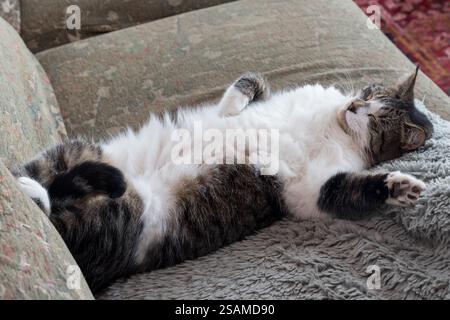 Hauskatze schläft auf einer Couch, Oregon. Stockfoto