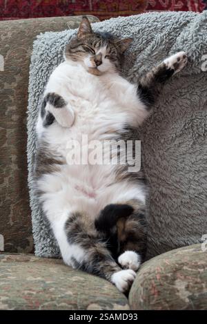 Hauskatze schläft auf einer Couch, Oregon. Stockfoto