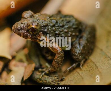 Der Frosch. Makrobild des Frosches. indischer Frosch. 90-mm-Makroobjektiv von sony. Stockfoto
