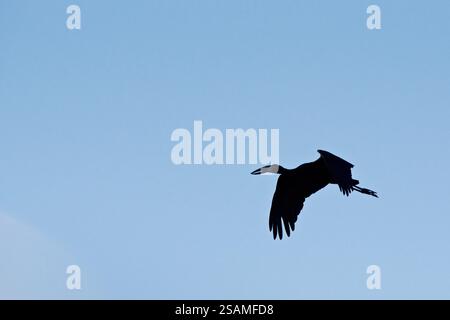 Afrikanischer Steinbruchstorch, Anastomus lamelligerus, fliegt über den Chobe River, Botswana, Afrika Stockfoto