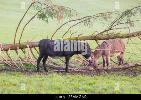 Ein Hausesel, Equus (africanus) asinus, steht auf einem grünen Fahrerlager Stockfoto
