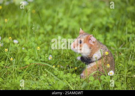 Ein Europäischer Hamster (Cricetus cricetus), ein eurasischer Hamster, Schwarzbauchhamster oder gewöhnlicher Hamster sammelt Kräuter, Gras und Gänseblümchen auf einer Wiese Stockfoto