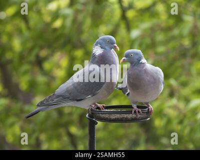 Holztaube (Columba palumbus), ausgewachsene Vögel, ein Paar auf einer Vogelfütterungsstation, Hessen, Deutschland, Europa Stockfoto
