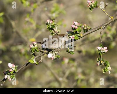 Blackcap (Sylvia atricapilla), erwachsenes Weibchen, auf einem blühenden Apfelbaum, Hessen, Deutschland, Europa Stockfoto