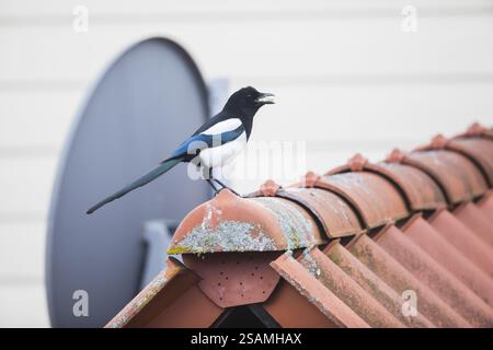 Gemeine Elpie (Pica pica), ausgewachsener Vogel mit Köder im Schnabel, auf einem Hausdach, Hessen, Deutschland, Europa Stockfoto