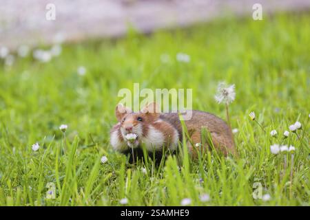 Ein Europäischer Hamster (Cricetus cricetus), ein eurasischer Hamster, Schwarzbauchhamster oder gewöhnlicher Hamster sammelt Kräuter, Gras und Gänseblümchen auf einer Wiese Stockfoto