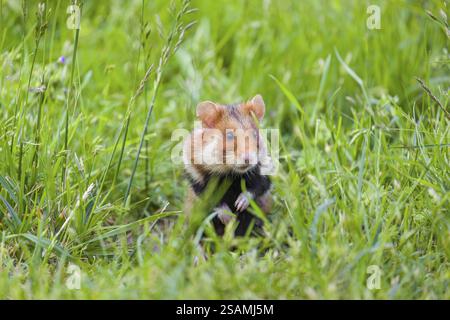 Ein Europäischer Hamster (Cricetus cricetus), ein eurasischer Hamster, ein Schwarzbauchhamster oder ein gewöhnlicher Hamster, der hoch im hohen Gras steht und seine Umgebung beobachtet Stockfoto