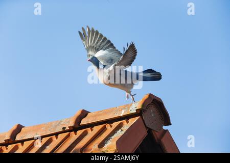 Holztaube (Columba palumbus), erwachsener Vogel im Flug, von einem Hausdach aus, Hessen, Deutschland, Europa Stockfoto
