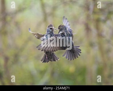 Sturnus vulgaris, zwei ausgewachsene Vögel im Flug, streiten miteinander, wegen Neid auf Nahrung, Hessen, Deutschland, Europa Stockfoto