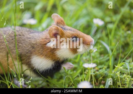 Ein Europäischer Hamster (Cricetus cricetus), ein eurasischer Hamster, Schwarzbauchhamster oder gewöhnlicher Hamster sammelt Kräuter, Gras und Gänseblümchen auf einer Wiese Stockfoto