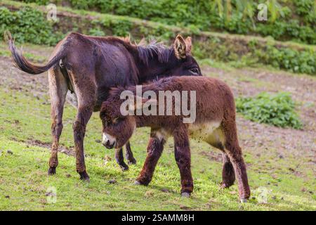 Eine weibliche Hausesel, Equus (africanus) asinus, pflegt ihre Jungen auf einem grünen Fahrerlager Stockfoto