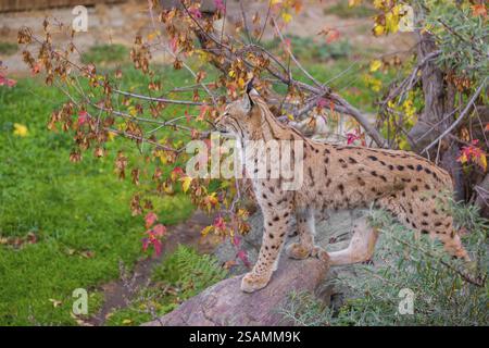 Ein Eurasischer Luchs (Lynx Luchs) steht auf einem Felsen zwischen Büschen, eingerahmt von Blättern in Herbstfarben Stockfoto