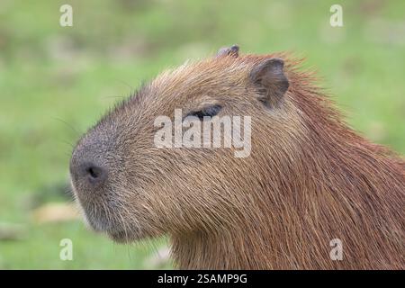 Capybara oder Capybara (Hydrochoerus hydrochaeris), Tierporträt, Pantanal, Binnenland, Feuchtgebiete, UNESCO-Biosphärenreservat, Weltkulturerbe, Feuchtgebiet b Stockfoto