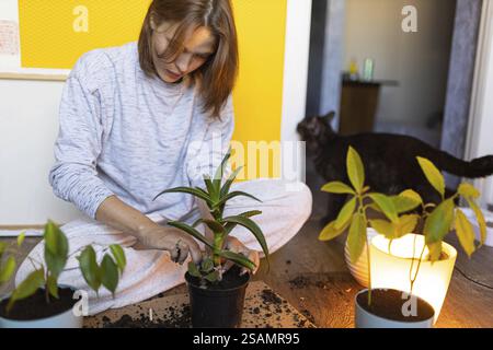 Frau pflanzt vorsichtig in einen Topf, während eine Katze drinnen neugierig zusieht Stockfoto