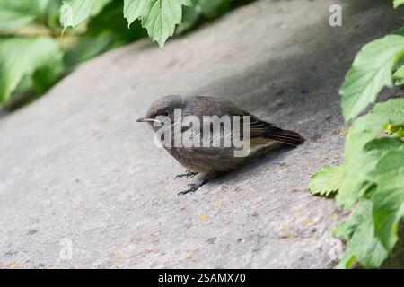 Black Redstart, Phoenicurus ochruros, sitzt auf dem Boden. Vögel Stockfoto