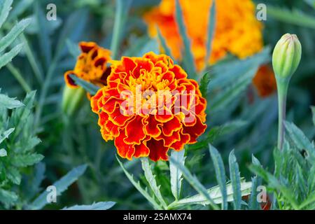 Ringelblumen oder Tagetes gelbe Blumen aus der Nähe Stockfoto