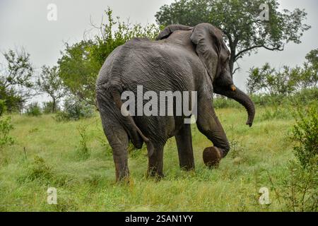 Riesiger Elefant (loxodonta africana), der im Gras spaziert - Kruger-Nationalpark, Südafrika Stockfoto