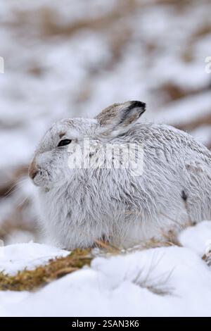 Berghase / Alpenhase / Schneehase (Lepus timidus) in weißem Winterpelage in den Hügeln im Spätwinter, Cairngorms National Park, Schottland Stockfoto