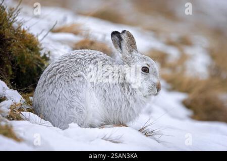 Berghase / Alpenhase / Schneehase (Lepus timidus) in weißem Winterpelage in den Hügeln im Spätwinter, Cairngorms National Park, Schottland Stockfoto