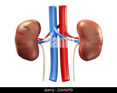 Menschlichen Nieren medizinische 3D Illustration isoliert auf weißem Hintergrund Stockfoto