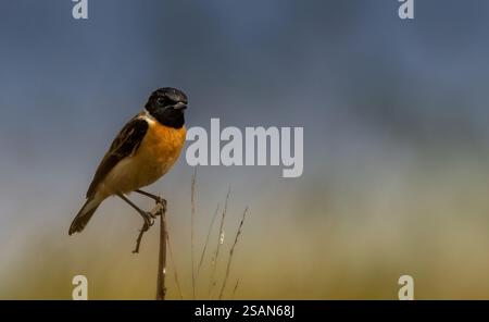 Der Stein-Chat ist nach seinem Ruf benannt, der klingt, als würden zwei kleine Steine zusammengeschlagen! Sie ist auf Heideflächen und sumpfigen Lebensräumen zu sehen. Stockfoto