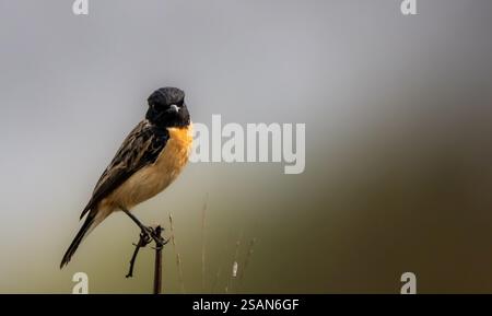 Sibirischer Stein plaudert einen einsamen Vogel, der selbstbewusst auf einem Ast sitzt. Stockfoto