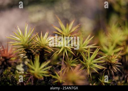 Makrofotografie von gemeinem Haarkappenmoos, aufgenommen in einem Wald in den östlichen Andengebirgen in Zentral-Kolumbien, in der Nähe der Stadt Villa de Leyva. Stockfoto