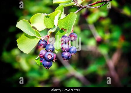 Eine Gruppe Heidelbeeren, die an einem Baum hängen. Die Beeren sind reif und bereit für die Ernte Stockfoto