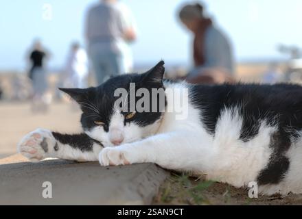 Schlummernde, schwarz-weiße Katze am Strand von Maspalomas Stockfoto