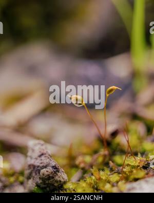 Makrofotografie eines Mooskalyptrums mit einem Tropfen Wasser, aufgenommen in den östlichen Andenbergen im Zentrum Kolumbiens, in der Nähe der Villa de Leyva. Stockfoto