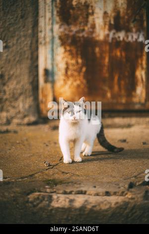 Eine streunende Katze Stockfoto