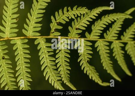 Nahaufnahme eines Adlerfarnwedes, aufgenommen in einem Wald in den östlichen Andenbergen Zentral-Kolumbiens, in der Nähe der Stadt Villa de Leyva Stockfoto