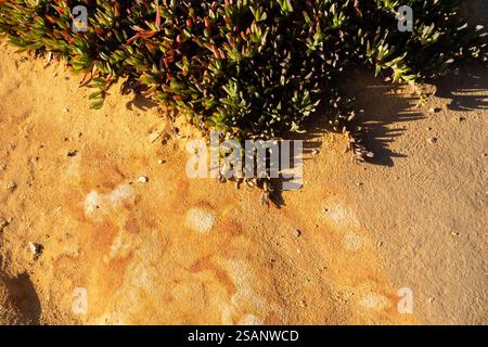 Eine auffällige Szene von Pflanzen, die in einer dreieckigen Formation auf hellgelbem Grund angeordnet sind und eine kühne und farbenfrohe Komposition schaffen Stockfoto