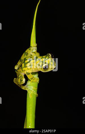 Hyalinobatrachium valerioi, manchmal auch als La Palma Glasfrosch bekannt, im Dschungel Costa Ricas Stockfoto