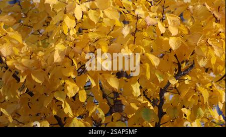 Details des Baldachins eines Baumes mit gelben Blättern mitten im Herbst. Norwegen Stockfoto