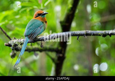Costa Rica, Arenal. Breitschnabel-Motmot (Electron platyrhynchum) Stockfoto